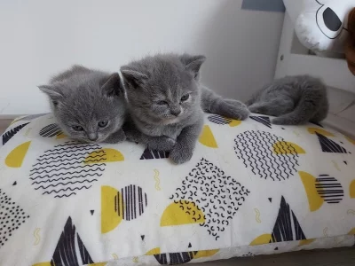 Britská modrá koťata