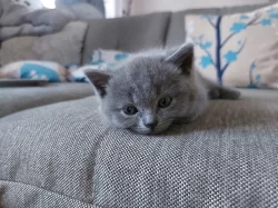 Britská modrá koťata