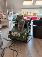 Britská modrá koťata