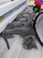 Britská modrá koťata