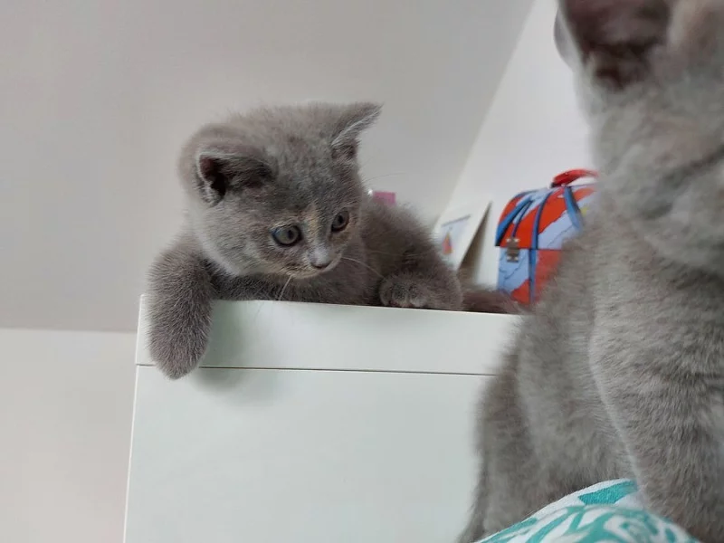 Britská modrá koťata