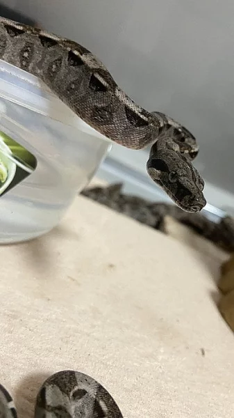 Hroznýš Královský - Boa Constrictor (Imperator)