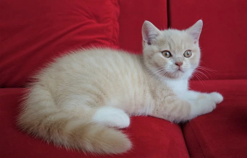 Britské kotě - kocourek krátkosrstý bicolor s PP