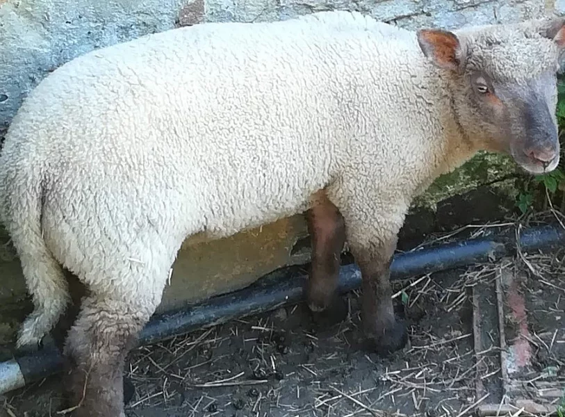 Prodám jehně (beránka)