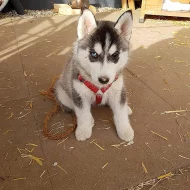 Krásné Sibiřský husky