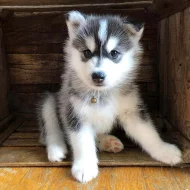 Krásné Sibiřský husky
