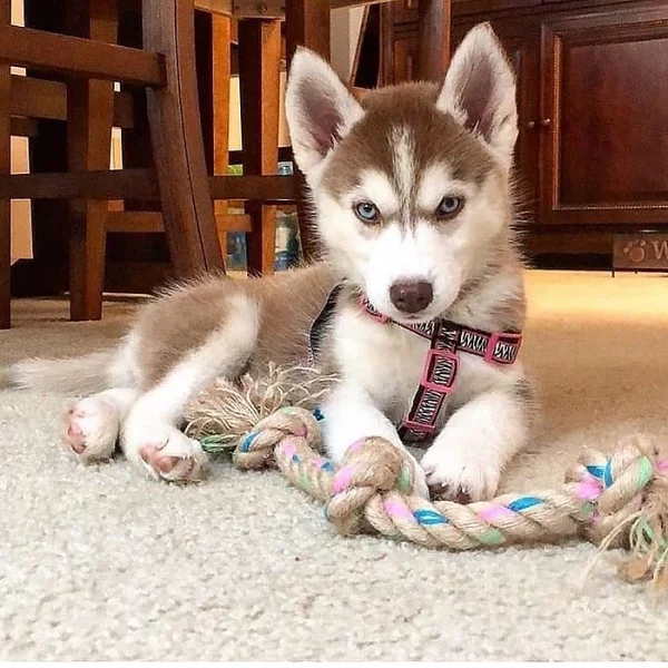 Krásné Sibiřský husky