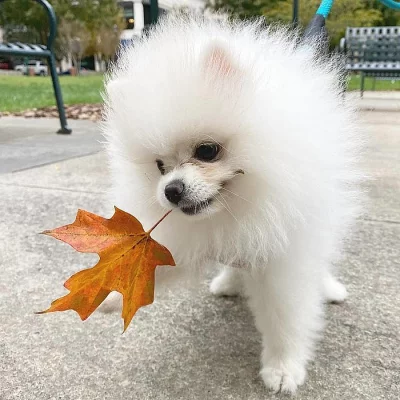 Pomeranian štěňata k dispozici na prodej.