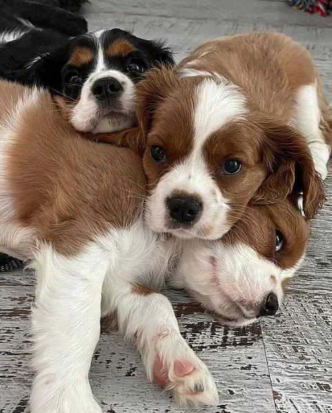 Kavalír King Charles Španěl dva klucí na prodej