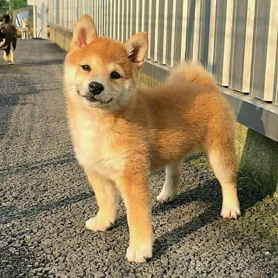 Shiba inu