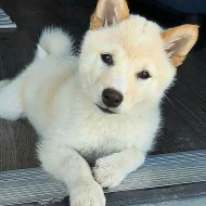 Shiba inu