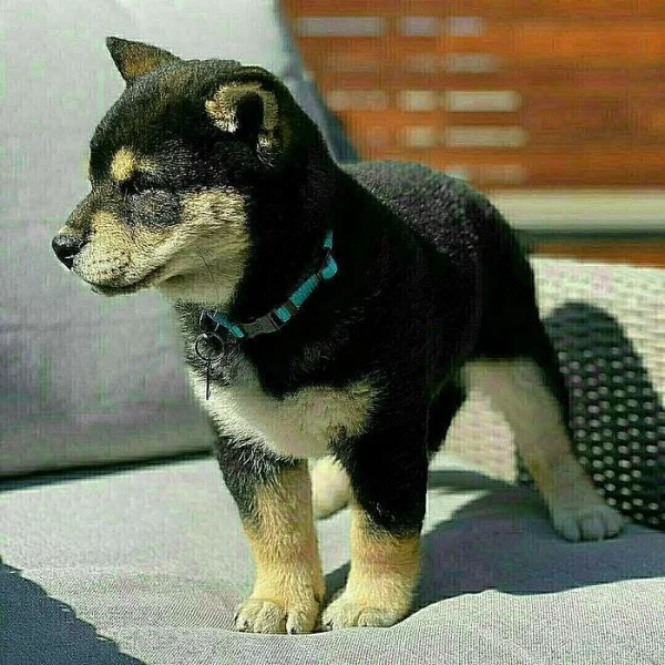 Shiba inu