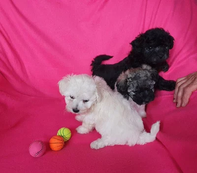 Boloňský barevný psík