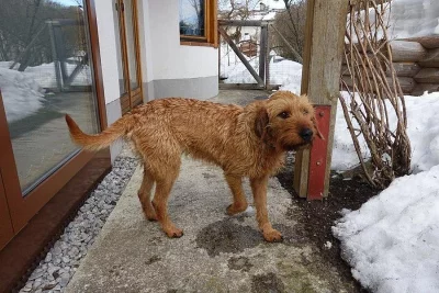 štěně štýrského brakýře