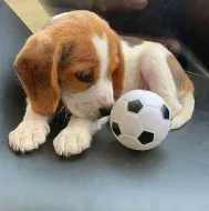 Prodej štěně bígla