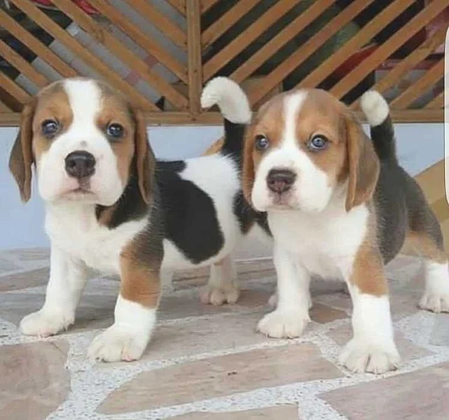 Prodej štěně bígla