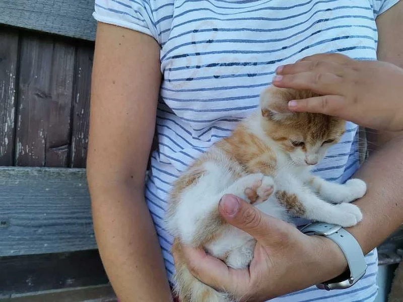 Darujeme 2 koťátka do dobrých rukou