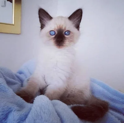 Neva Masquerade v barvě Seal point s PP - kocourek