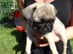 Rodokmen mopslíka FCI