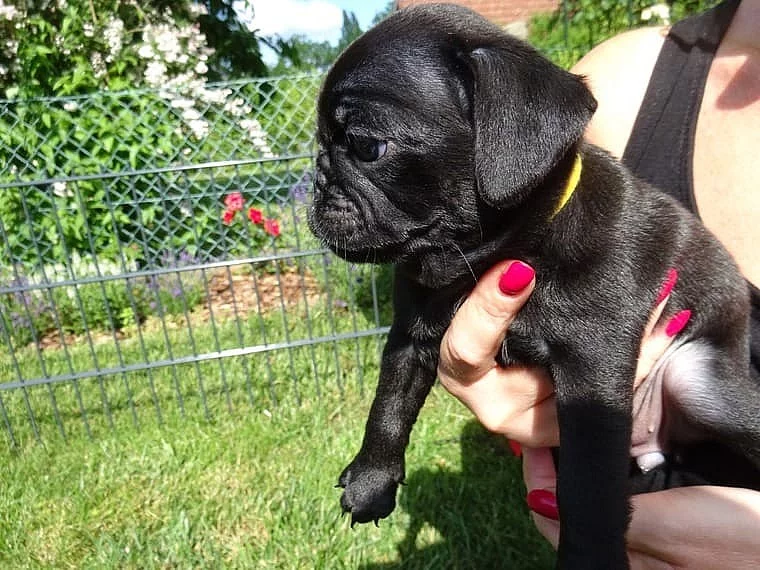 Rodokmen mopslíka FCI