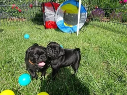 Rodokmen mopslíka FCI