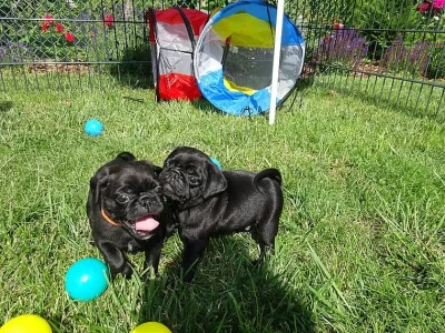 Rodokmen mopslíka FCI