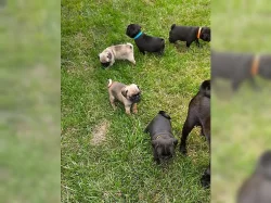 Rodokmen mopslíka FCI