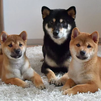 Šťěňata Shiba-inu