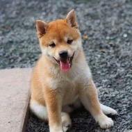Šťěňata Shiba-inu