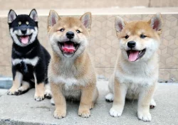 Šťěňata Shiba-inu