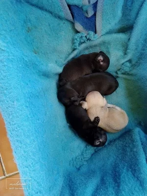 Krásná krátkosrstá štěňátka čivavaku