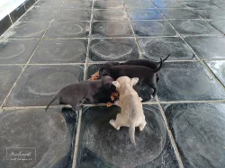 Krásná krátkosrstá štěňátka čivavaku