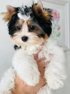 Prodej Biewer Jorkšírský