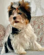 Prodej Biewer Jorkšírský