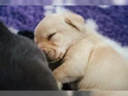 Čistokrevná rozkošná štěňata labradora.