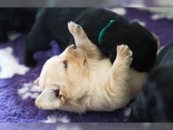 Čistokrevná rozkošná štěňata labradora.