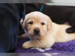 Čistokrevná rozkošná štěňata labradora.