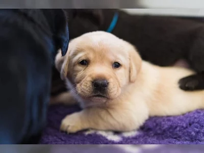 Čistokrevná rozkošná štěňata labradora.