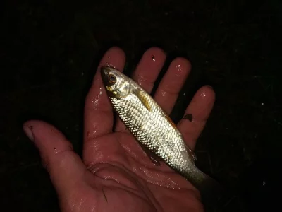 Prodám nástražní rybičky