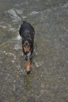 Trpasličí pinč s PP