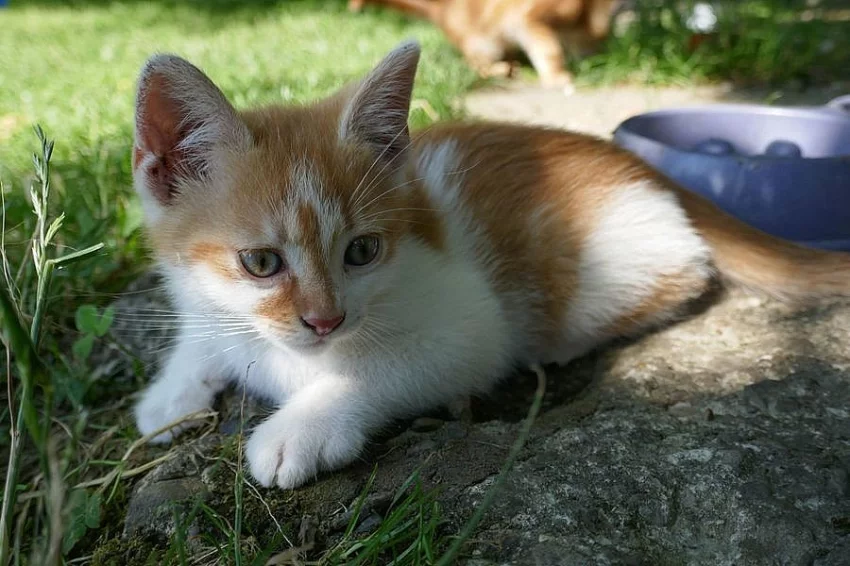 * DARUJI * KOŤÁTKA * VALMEZ *