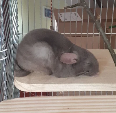 Dvě činčily s veškerým vybavením