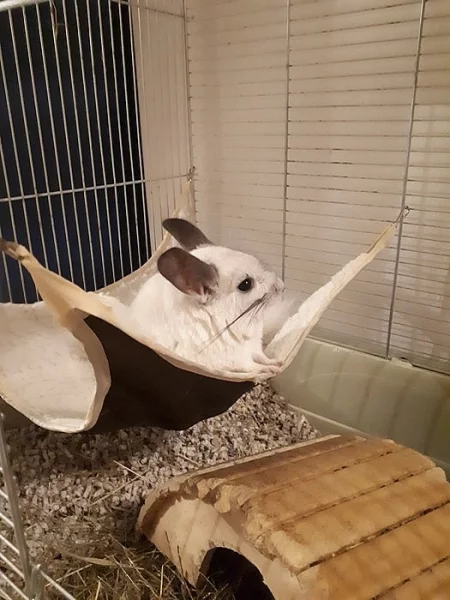 Dvě činčily s veškerým vybavením