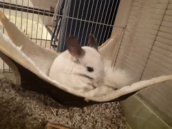 Dvě činčily s veškerým vybavením