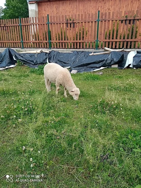 Prodám jehňata ovečky