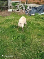 Prodám jehňata ovečky