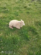 Prodám jehňata ovečky