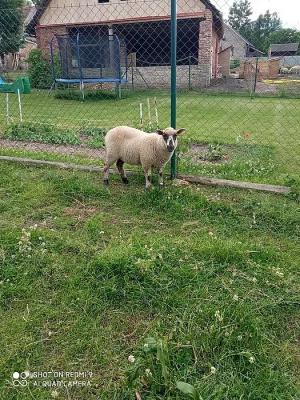 Prodám jehňata ovečky