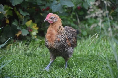 Česká zlatá kropenka