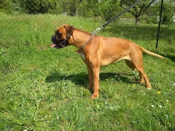 Štěňata německého boxera